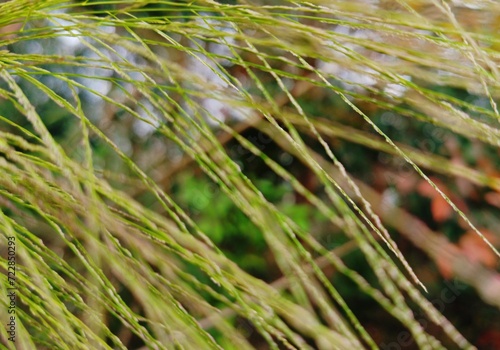 close up view of long thin grads on blurred natural background 