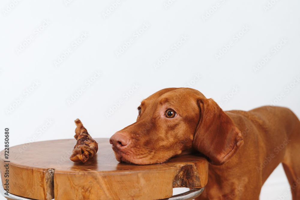 Vizsla dog eating treats on a white background