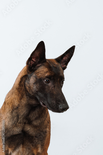 Malinois dog portrait © Maria