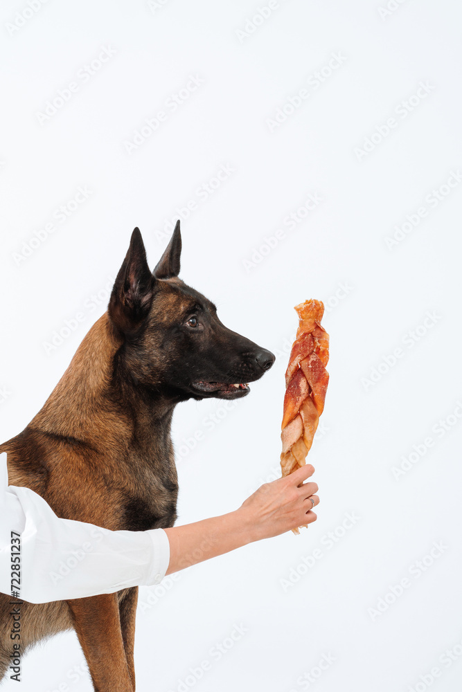 Malinois dog eats treats