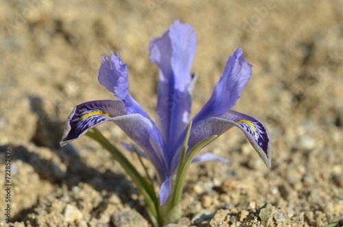 Spring blooming Iris (Juno) stenophylla