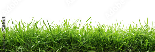 Green lush grass, cut out - stock png.