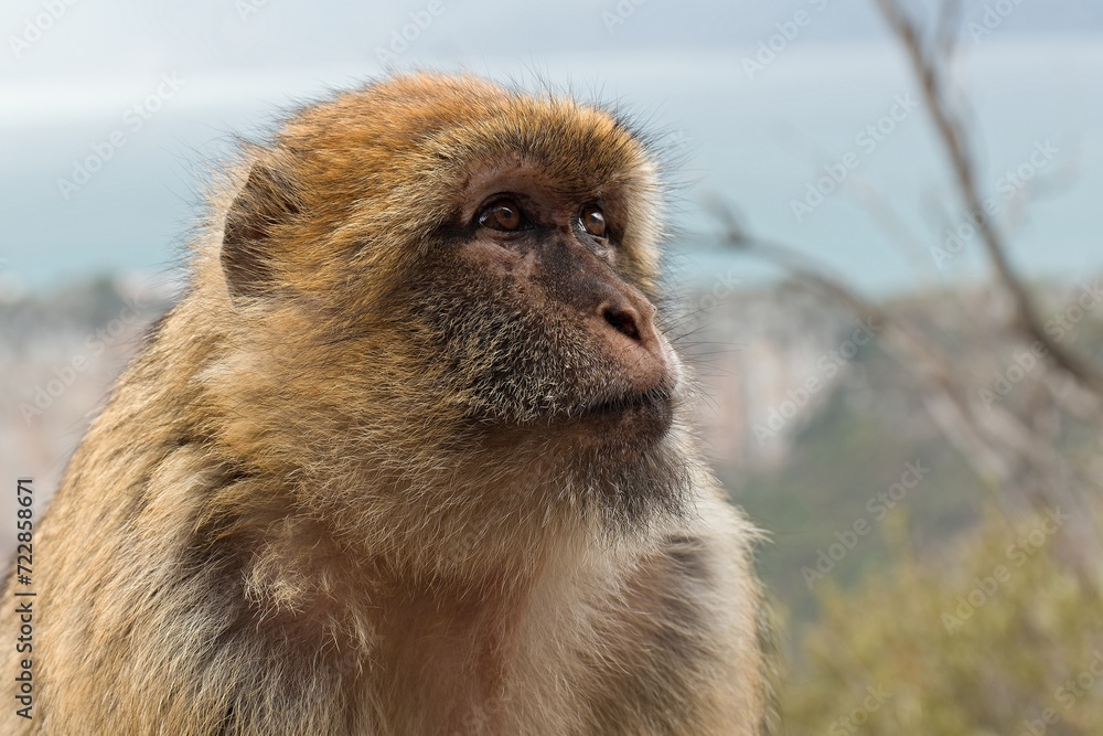 Obraz premium Barbary Macaque (Macaca sylvanus). Cap Carbon near Bejaia city. Algeria. Africa.