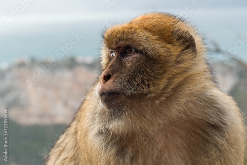 Barbary Macaque  Macaca sylvanus . Cap Carbon near Bejaia city. Algeria. Africa.