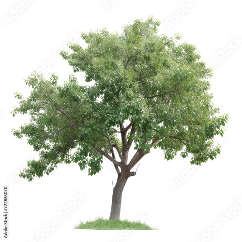Green tree  cut out - stock png.