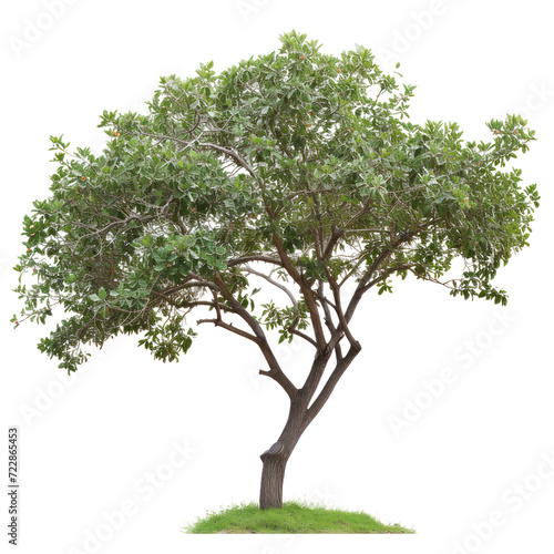 Green tree  cut out - stock png.