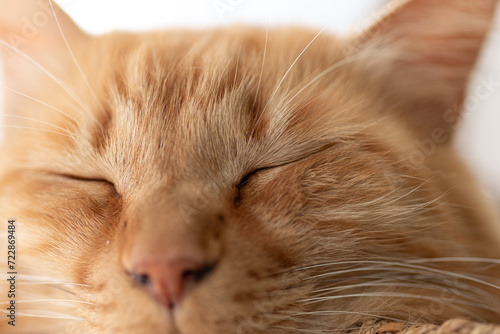 可愛い猫の寝顔 茶トラ猫