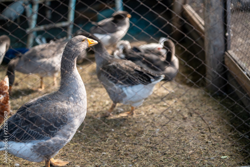 domestic birds are walking in the pen