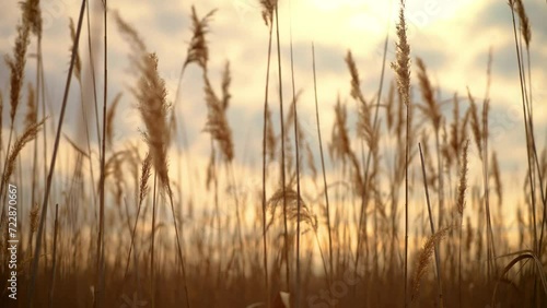 Dry reeds move with breeze at sunset in lake swamp. Blowing Wind Causes Tall Grass in Field to Sway. Beautiful uncultivated nature, ecological places photo
