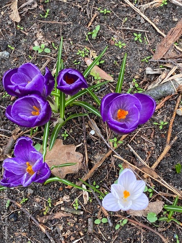Crocus vernus Spring saffron or spring crocus growing in park