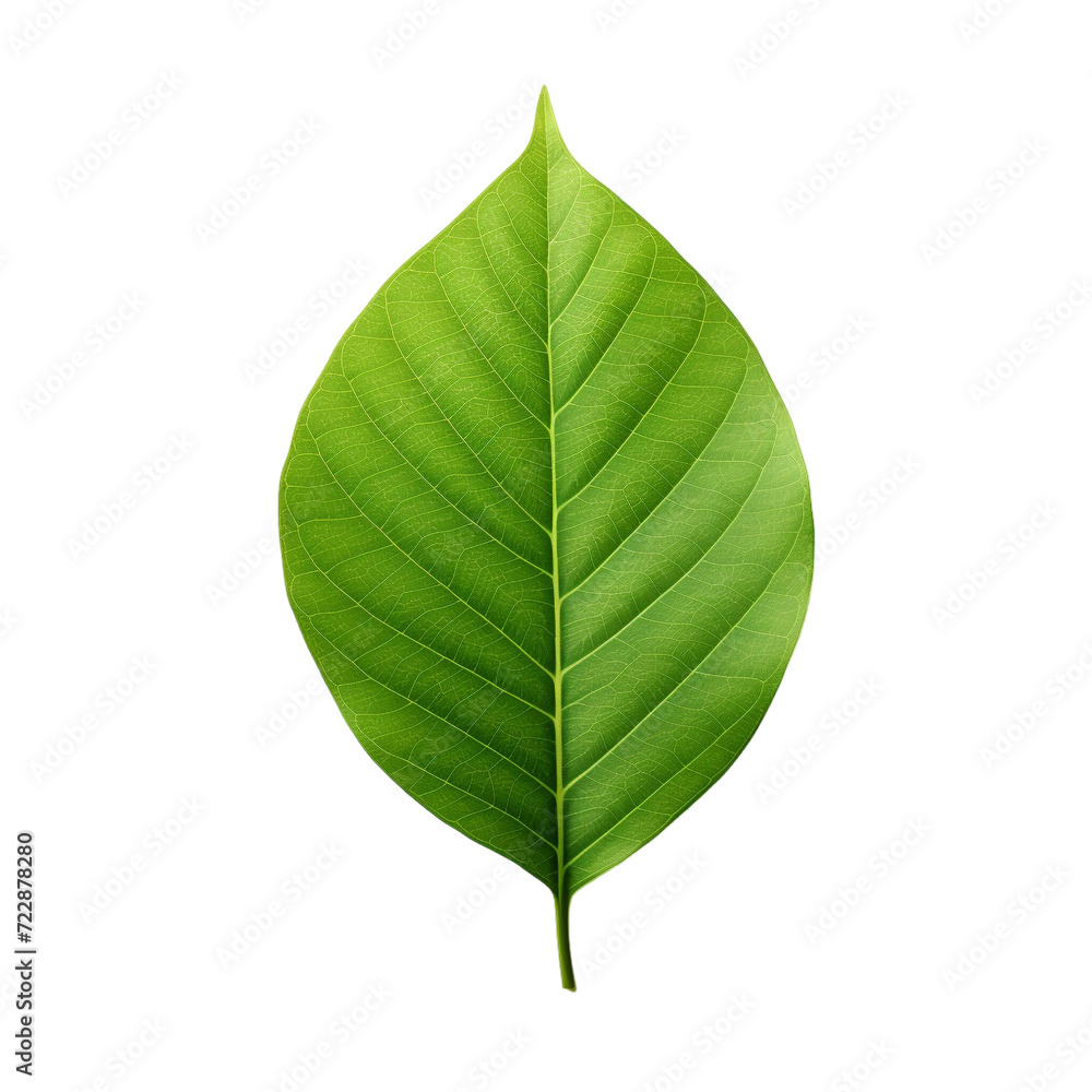 Obraz premium green leaf isolated