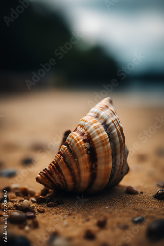 a shell on the sand on a beach