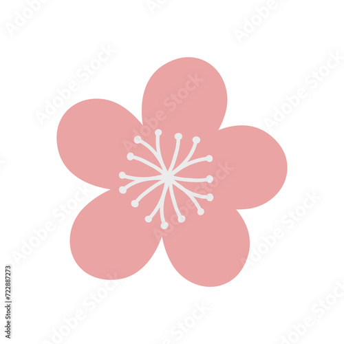 Pink flower on white background, cherry blossom 