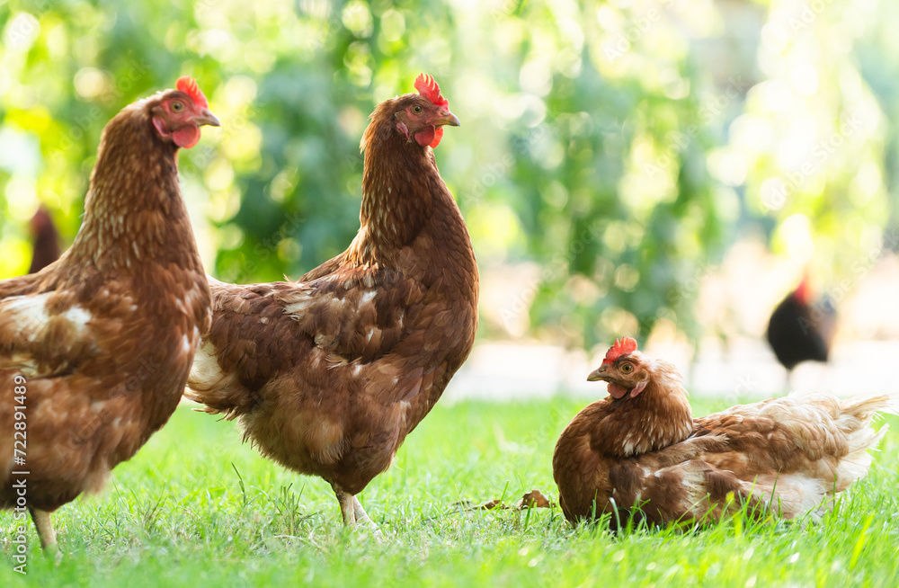 Fototapeta premium Free range happy red chickens walking on grass
