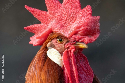 Red-combed rooster stands tall against a blurred natural background