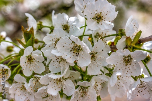white cherry blossom