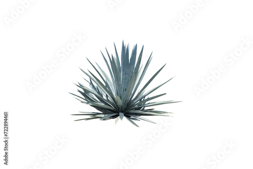 Close-up view of plants growing in arid land isolated on transparent background png file. photo