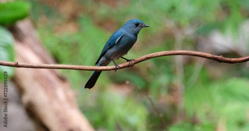 Camera zooms in as this birds swings with the vine and looks towards the camera, Verditer Flycatcher Eumyias thalassinus Female, Thailand Camera zooms in as this birds swings with the vine and looks towards the camera, Verditer Flycatcher Eumyias thalassinus Female, Thailand