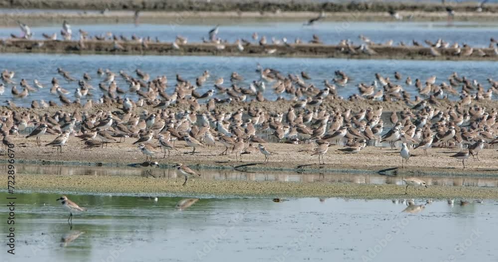 Shorebirds resting while the camera zooms in to reveal this gathering, Thailand Shorebirds resting while the camera zooms in to reveal this gathering, Thailand