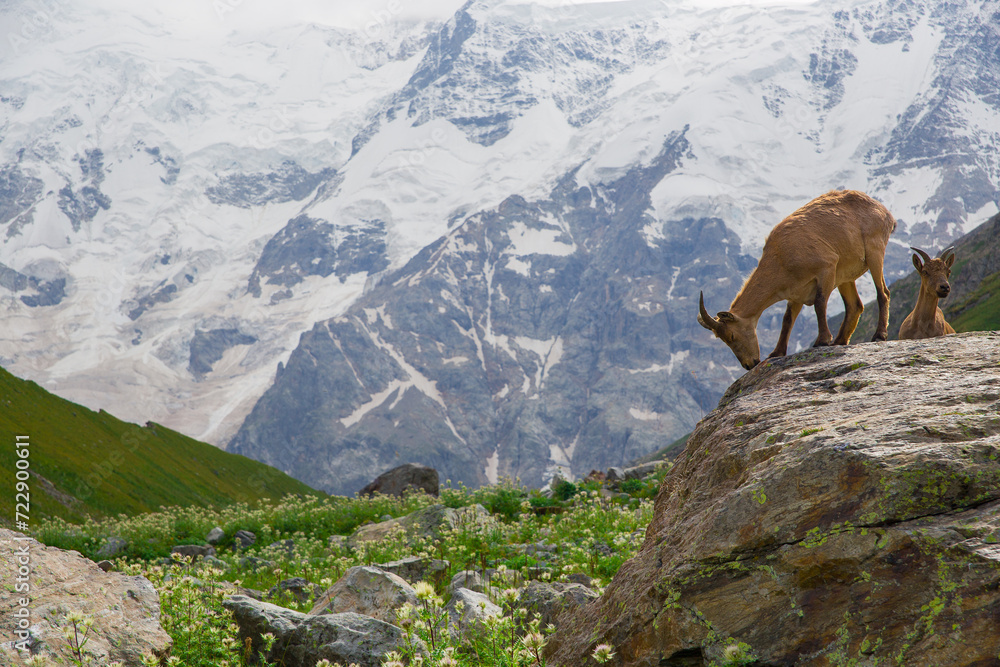 Wild mountain goats against the backdrop of snow-capped mountains. Wild mountain goats against the backdrop of snow-capped mountains.