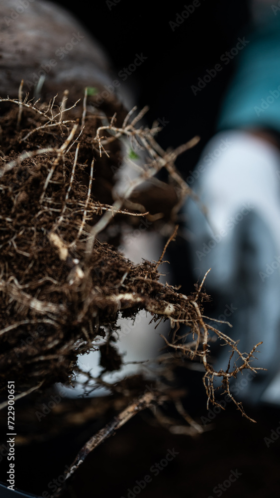 planting a coconut palm in a pot
