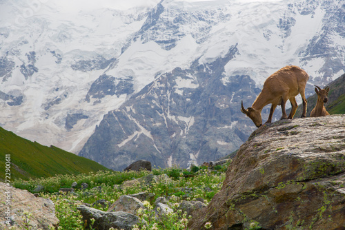 Wild mountain goats against the backdrop of snow-capped mountains.