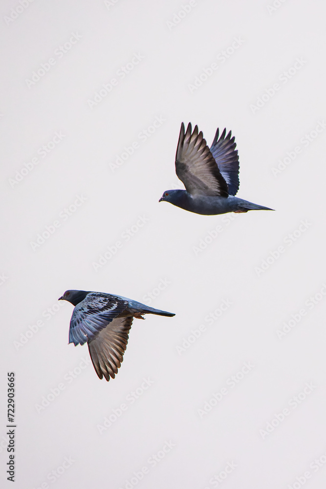Obraz premium Two rock doves soaring side by side in the sky