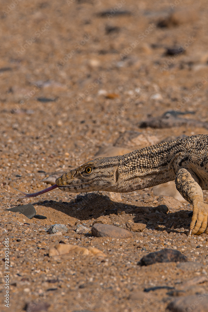 Desert monitor pictured in an arid landscape Desert monitor pictured in an arid landscape