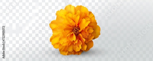 yellow flower on a white background photo