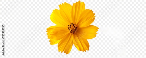 yellow flower isolated on white background #722905090