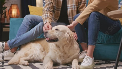 Fluffy golden labrador retriever with tongue out laying on carpet in home. Caucasian owners petting and stroking their lovely dog. Pet relaxing while people touching his soft fur. Leisure concept.