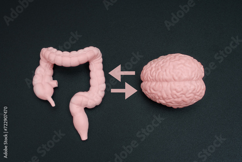 Wallpaper Mural Human Brain Model and Gut Figurine with Bilateral Arrows Torontodigital.ca