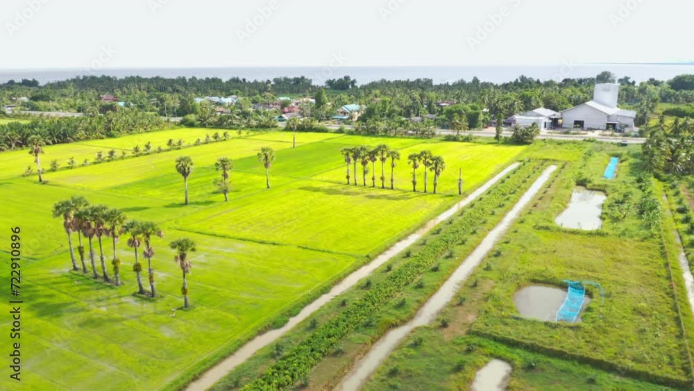 landscape of rice field in region. Asia, Thailand. landscape of rice field in region. Asia, Thailand.