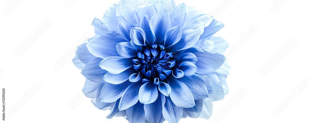 Obraz premium blue chrysanthemum isolated on white