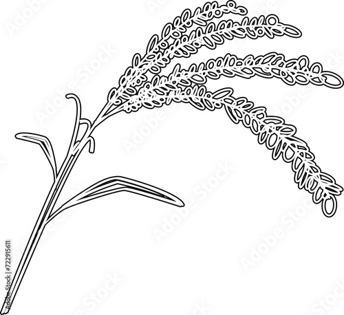 稲穂（Ear of rice）