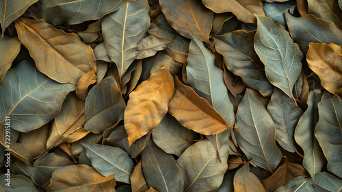 Dried bay leaf texture photo