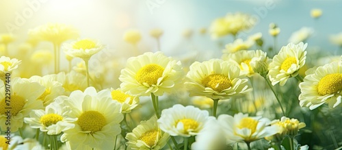 How beautiful the flowers of kheri and yellow color are blooming it looks very beautiful full of green nature around open sky and shining sun around. Creative Banner. Copyspace image photo