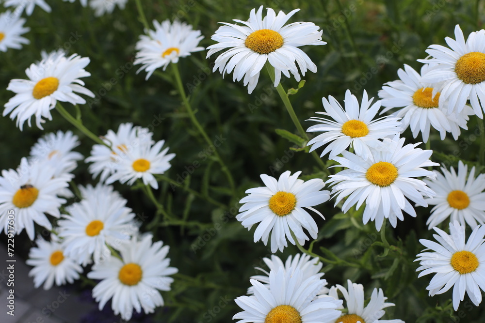 field of daisies and beautiful butterfly. daisies in a meadow field of daisies and beautiful butterfly. daisies in a meadow