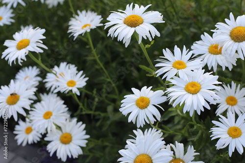 field of daisies and beautiful butterfly. daisies in a meadow