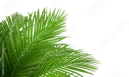 Palm leaf isolated on white 