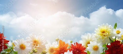 How beautifully the flowers of white red color are blooming yellow color can be seen in the middle it looks very beautiful green nature around open sky shining sun. Creative Banner. Copyspace image
