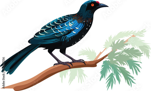 Koel bird on a branch photo