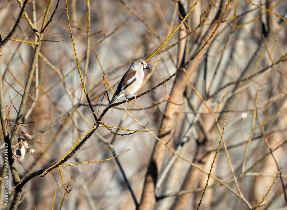 Naklejka premium シメ