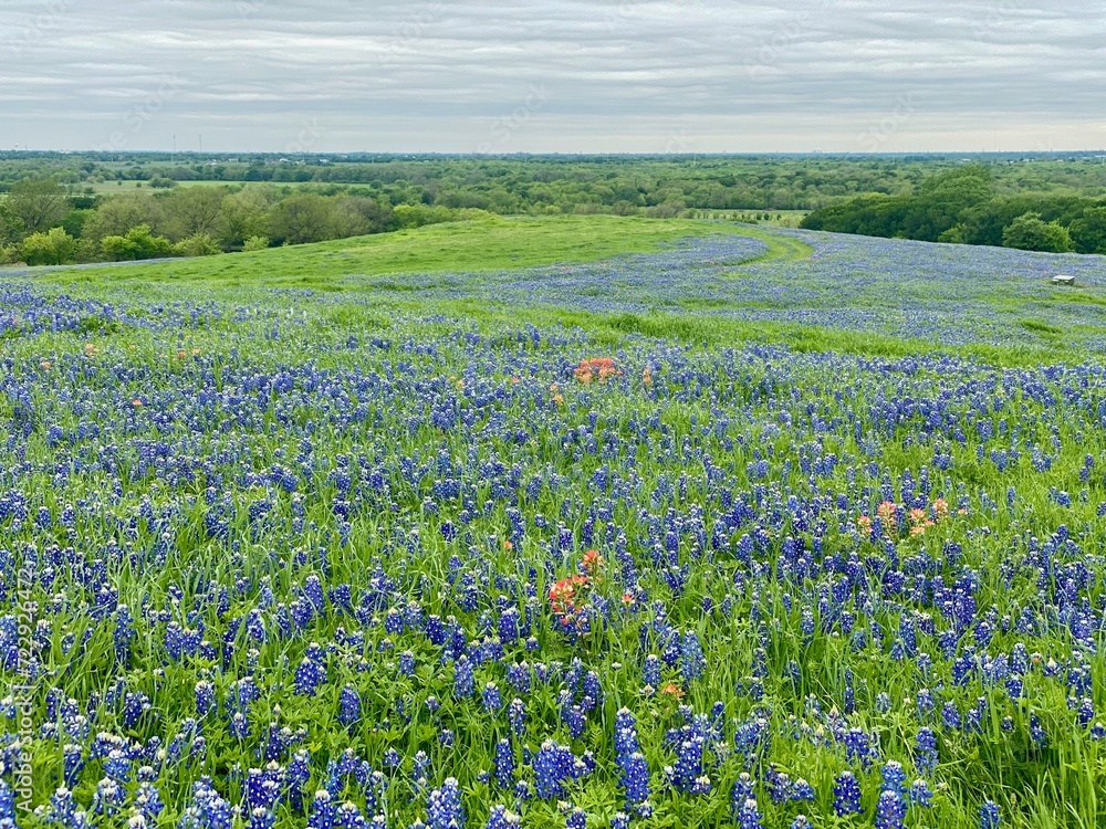 rural path in meadow of texas bluebonnets 