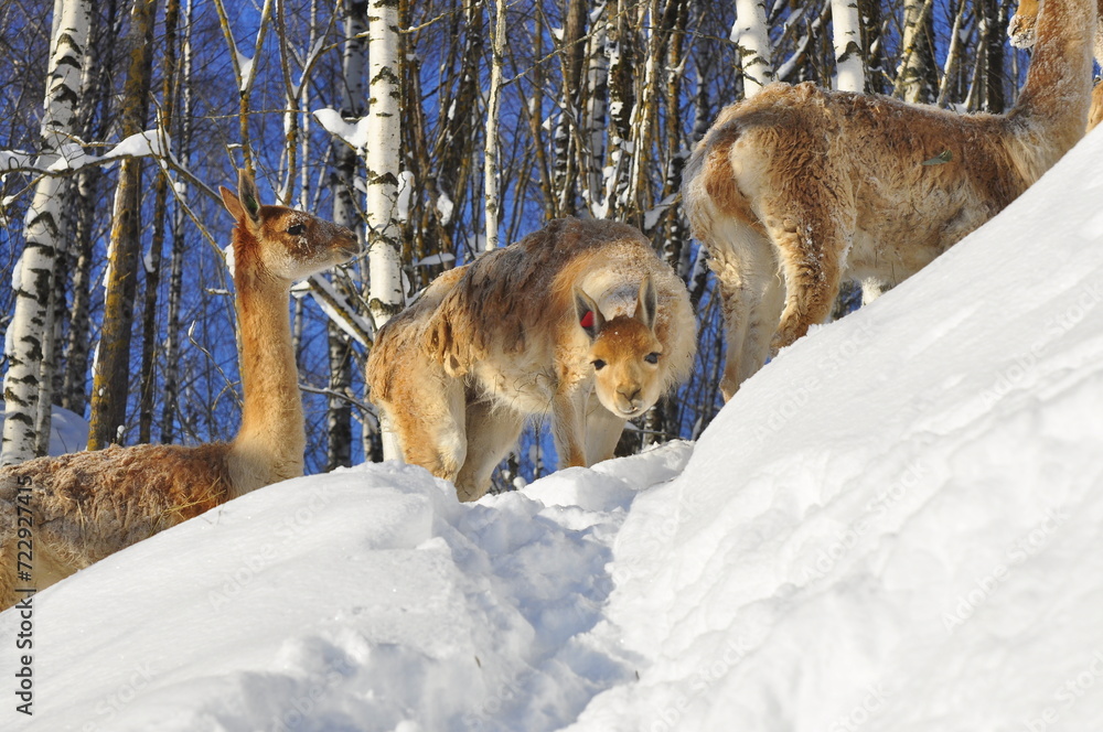 Naklejka premium Animals are a traditionally (since the time of Aristotle) distinguished category of organisms, currently considered as a biological kingdom. Animals are the main object of zoology study.