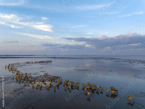 Elk in the Yellow Sea Wetland Protection Area of Yancheng, Jiangsu Province