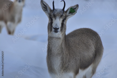 Animals are a traditionally (since the time of Aristotle) distinguished category of organisms, currently considered as a biological kingdom. Animals are the main object of zoology study. © Никита Козлов