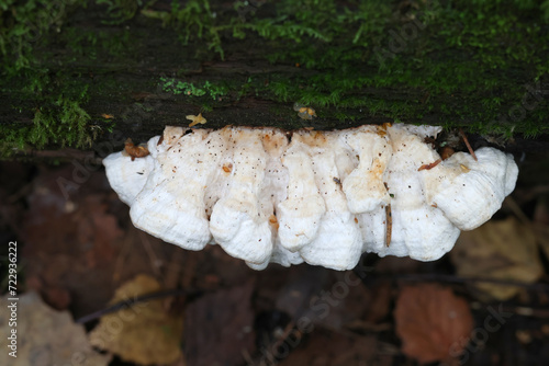 Osteina undosa, also called Postia undosa, white polypore fungus from Finland, no common English name photo
