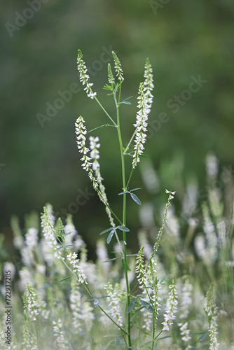 White Melilot, Melilotus albus, also known as Honey clover or White sweet clover, wild flowering plant from Finland