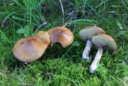 Slippery jack, Suillus luteus, also known as sticky bun, edible bolete mushroom from Finland